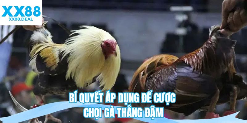 Bí quyết áp dụng để cược chọi gà thắng đậm 