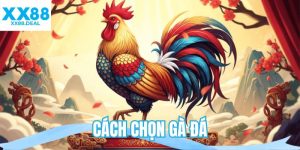 Cách chọn gà đá
