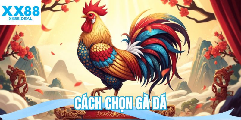 Cách chọn gà đá