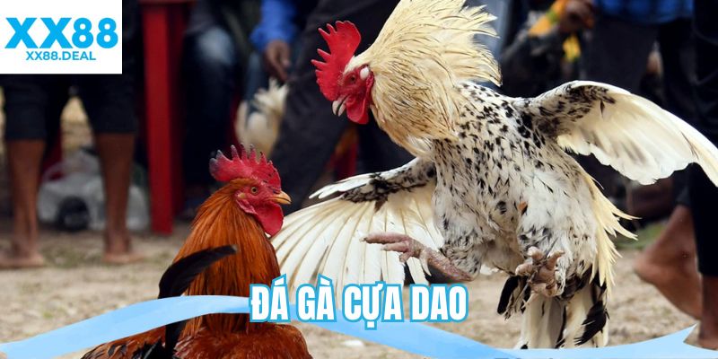 đá gà cựa dao