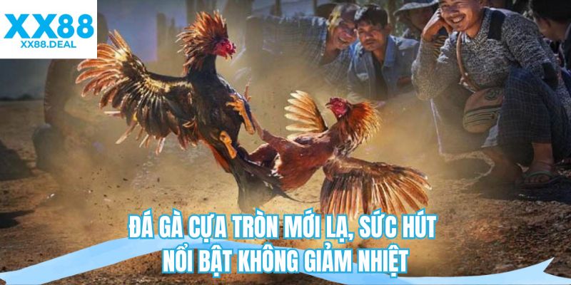 Đá gà cựa tròn mới lạ, sức hút nổi bật không giảm nhiệt 