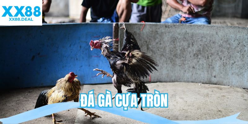 đá gà cựa tròn