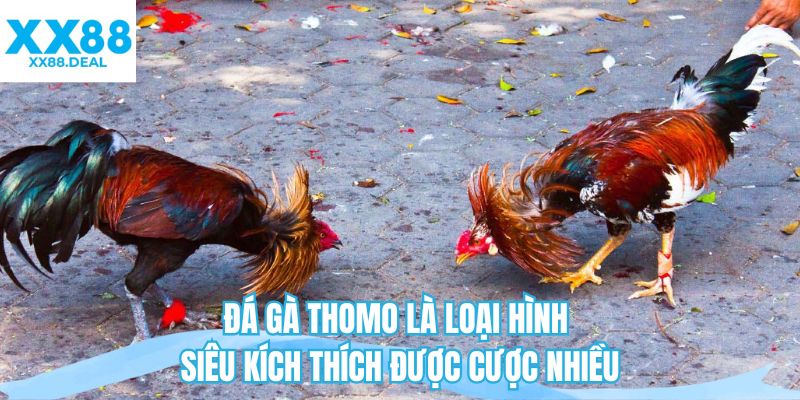 Đá gà Thomo là loại hình siêu kích thích được cược nhiều 