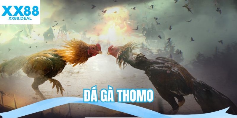 đá gà Thomo