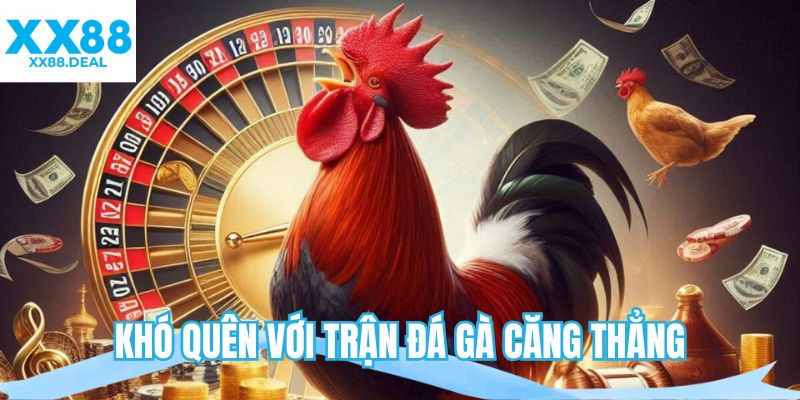 Khó quên với trận đá gà căng thẳng