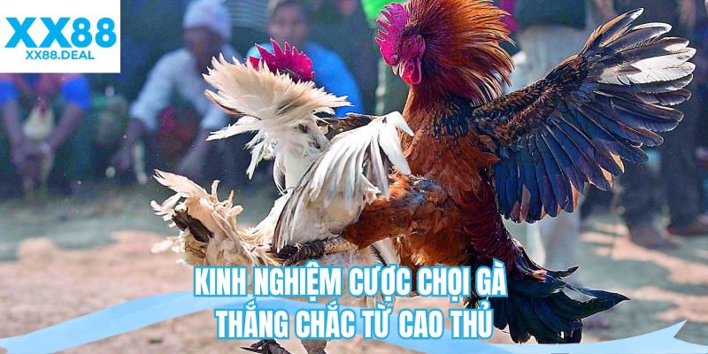 Kinh nghiệm cược chọi gà thắng chắc từ cao thủ 