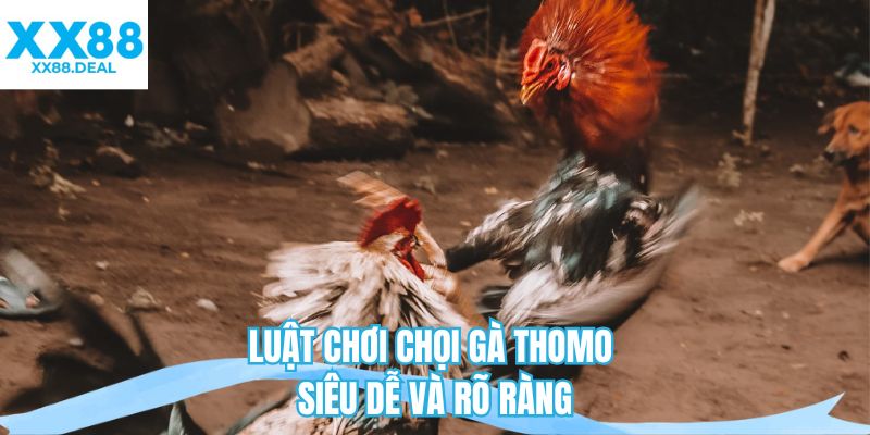 Luật chơi chọi gà Thomo siêu dễ và rõ ràng 