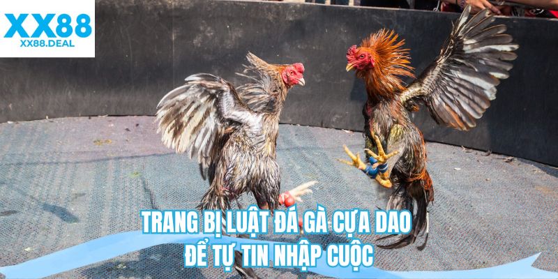 Trang bị luật đá gà cựa dao để tự tin nhập cuộc